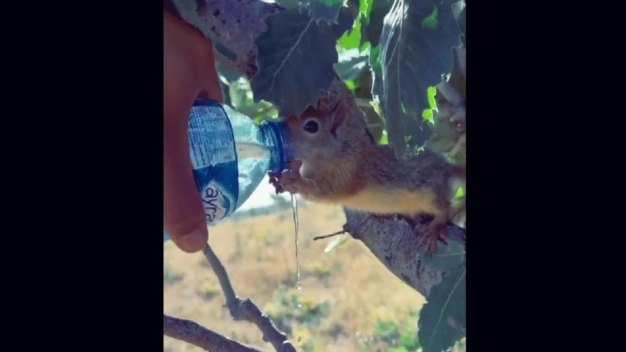 تێرئاوکردنی سمۆرەیەکی سەر دار